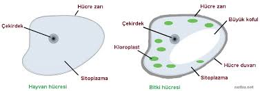 Bitki Hucresi Ozellikleri Not Bu