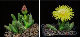 A lot of candidates don't leverage the work experience that they do have as much as possible complete our free assessment today and a member of the canadim team will contact you to discuss your immigration to canada. The 2020 Offering Of The International Succulent Introductions