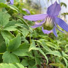 Maybe you would like to learn more about one of these? Perfect Climbing Clematis For Your Garden Webbs Garden Centre