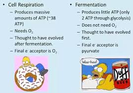 What are the products of cell respration. What Is The Difference Between Cellular Respiration And Fermentation Quora