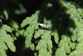 Image result for argyresthia thuiella thuja symptoms