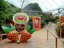 Cameron lavender garden contact number: Cameron Lavendar Garden Cameron Highlands
