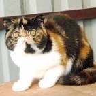Exotic Shorthair Persian Kittens - Exotic Kittens
