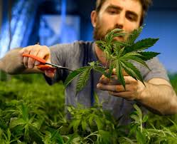 Weed Delivery Queens, NY | Vireo Health NY