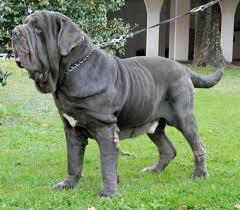 Napoliten Mastiff Google Arama 2020 Hayvanlar
