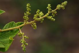 Image result for Searsia pyroides