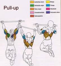 Some Really Good Back Muscles Charts Graphs Bodybuilding