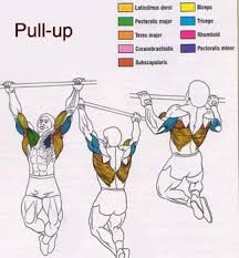 some really good back muscles charts graphs bodybuilding