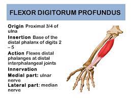 The medial and the lateral head. Anatomy Of Hand