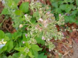 Image result for Blumea axillaris