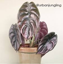 Just like my new plant. The Best Alocasia Of Insta Suburbansill