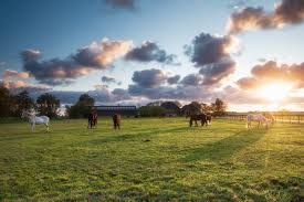 Image result for Equilabium selukwense