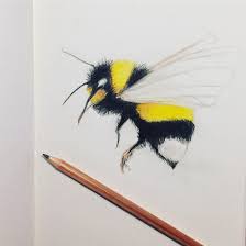 They are social insects, living in colonies of up to 200 workers. Bumblebee Drawing Pencildrawing Bumblebee Insect Bumblebee Drawing Drawings Bee