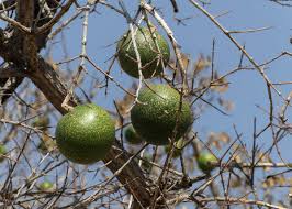 Image result for Strychnos cocculoides