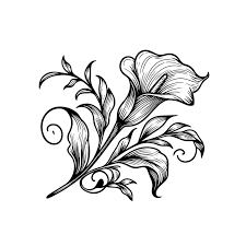 How To Draw A Peace Plant, Peace Lily, Step by Step, Drawing Guide, by Dawn