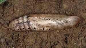 Image result for Hippotion celerio