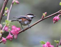 This album was a departure from previous allman brothers work, which until the death of band leader duane allman in late octobe… Top 10 Birds In California Audubon California