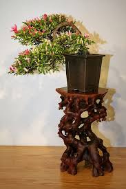 Satsuki Azalea Rhododendron Indicum Reiko Bonsai Azalea Indoor Bonsai Bonsai Flower