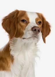 Some images are hidden because they can no longer be found or have been removed by the file host. Everything About Your Brittany Luv My Dogs