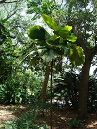 Image result for Licuala grandis