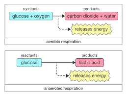 Revise what happens during cellular respiration with bbc bitesize gcse combined science. Learning By Questions