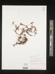 Image result for Cyanotis lanata