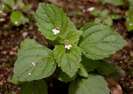 Image result for Diclis