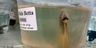 Still, we do recommend checking whether or not the wildlife department authorizes the online store to distribute fishing licenses. Petition Tell Walmart To Stop Selling Fish In Horrible Conditions