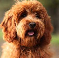 Labradoodle puppies for adoption in california. Sutter Buttes Labradoodles South Mountain Doodles California Labradoodle Bernedoodle Puppies