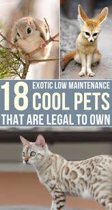 Pin On Small Pets