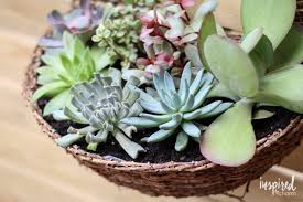 Or hang the frame on a wall with sturdy picture hooks. Diy Succulent Wall Planter