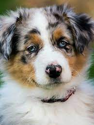 Pin By Tanja Pracek On Aussie Puppies Australian Shepherd Aussie Dogs Aussie Puppies