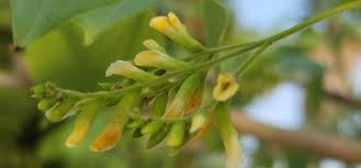 Image result for Dalbergia sissoo