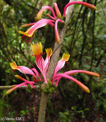 Image result for Agelanthus natalitius