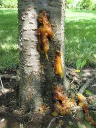 Leaves rough, exudes a milky sap when damaged. Gummosis Of Fruit Trees