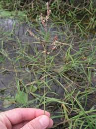 Image result for Blyxa hexandra