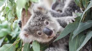 Koalas At Risk Of Extinction As Population Halves In 20 Years Kidsnews