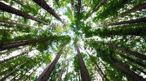 National Forest Martyrs Day 2023: Date, history and significance - India  Today