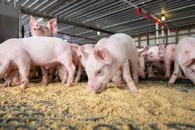 The official offspring of the improper pig. Swine Health Pork Checkoff