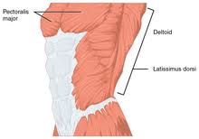 The innervation for the pectoralis major comes from c5 to t1. Pectoralis Major Wikipedia