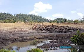 Contextual translation of 'hutan simpan' into english. Bernama Kaji Semula Dasar Ladang Monokultur Dalam Hutan Simpan Kekal Aktivis Alam Sekitar
