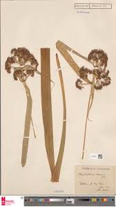 Image result for Hypolytrum heteromorphum