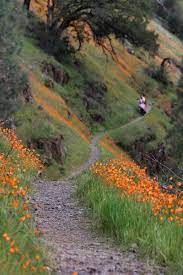 Poppies Along The Hite Cove Trail In 2021 Yosemite Hikes Yosemite Cove