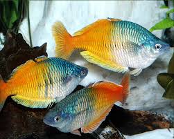 Das forum über regenbogenfische, blauaugen und grundeln aus australien und neuguinea. Orange Blauer Regenbogenfisch Melanotaenia Boesemani Dnz Garnelen Onlineshop