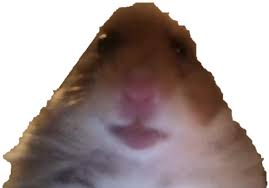 With tenor, maker of gif keyboard, add popular hamster meme animated gifs to your conversations. Fur Das Hamster Png Memesmiet