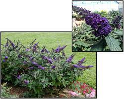 Buddleja x 'pugster® blue' is from proven winners and is part of their pugster® series. Pugster Blue Butterfly Bush Hinsdale Nurseries