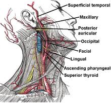 The left common carotid comes directly off the aortic arch, while the right common carotid comes from the brachiocephalic. External Carotid Artery Wikipedia