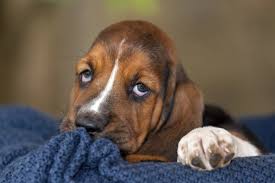 Image result for basset hound