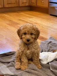 There are significant differences between an f1 and f1b goldendoodle in terms of. Meet Millie 10 Week Old F1b Mini Goldendoodles