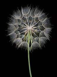 Elinka Dandelion Art Dandelion Patterns In Nature